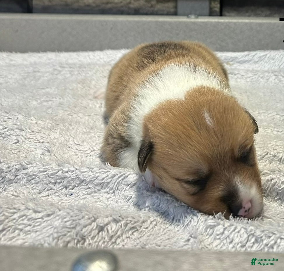 Welsh Corgi Pembroke dogs Cooper Welsh Corgi Pembroke  - Ad 12