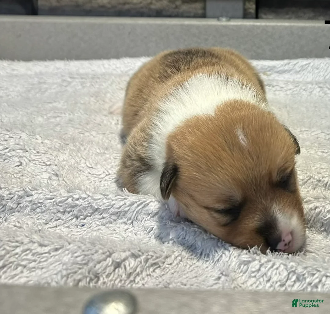Welsh Corgi Pembroke dogs for sale: Cooper Welsh Corgi Pembroke  - Ad 1