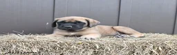 English Mastiff dogs for sale: Mocha - Ad 3