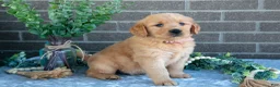 Golden Retriever dogs for sale: Petra - Ad 3