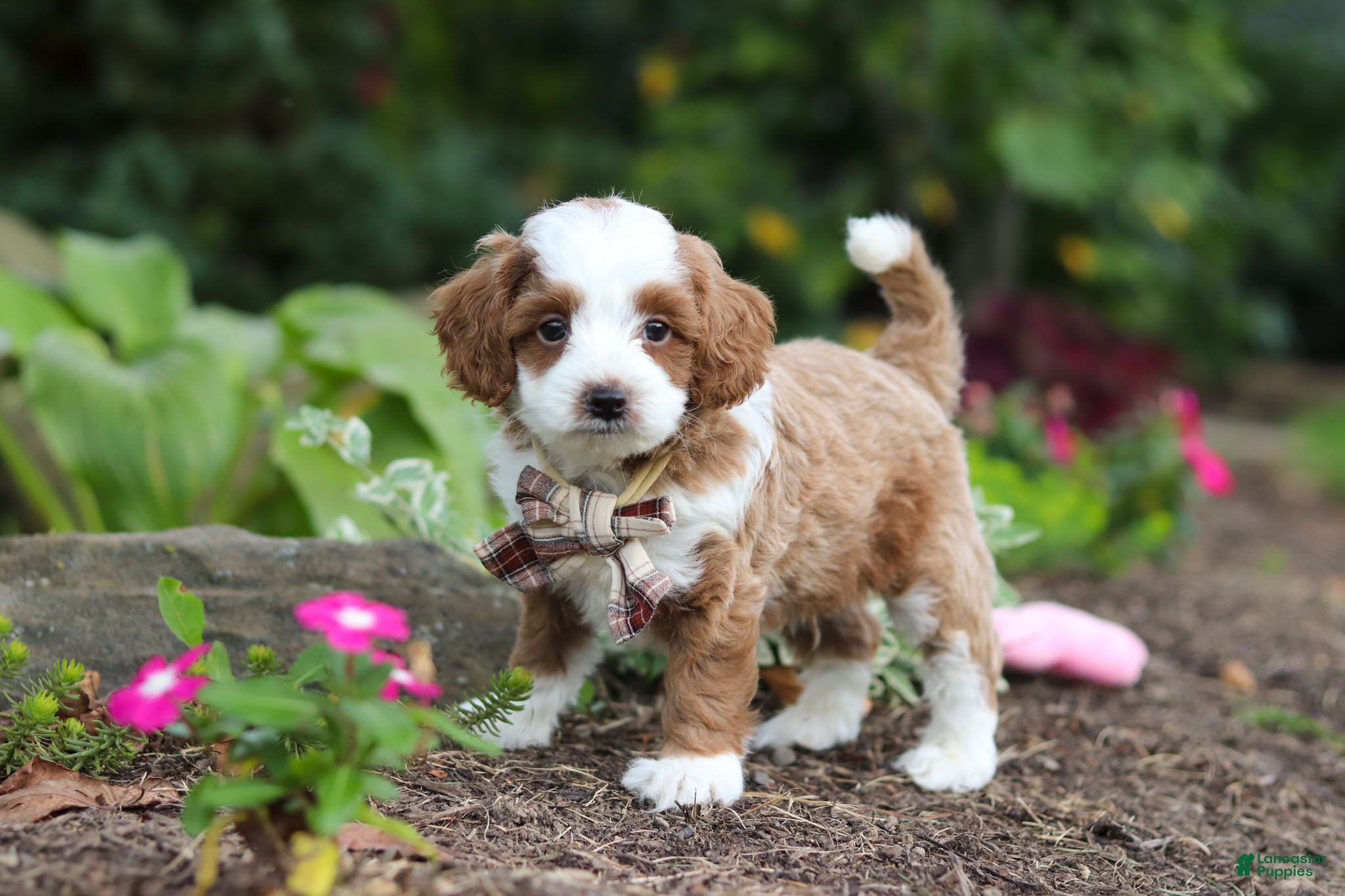 Cavapoo dogs Hunter - Ad 1