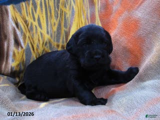 Labradoodle dogs Bailey - Ad 16