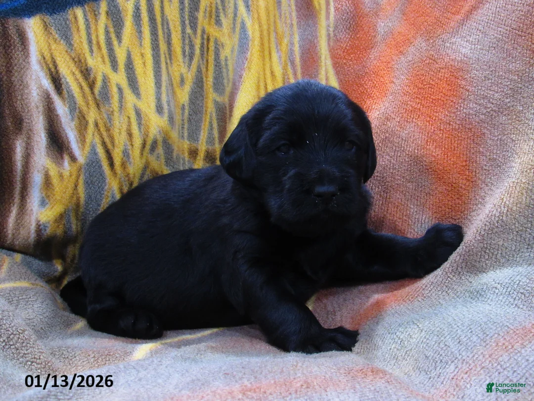 Labradoodle dogs for sale: Bailey - Ad 7