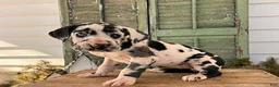 Great Dane dogs for sale: River - Ad 3