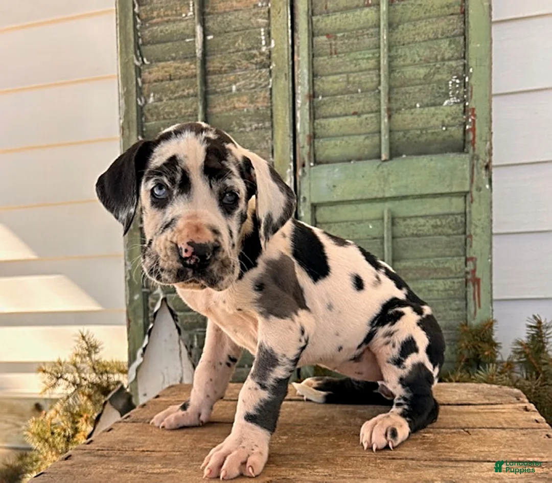 Great Dane dogs for sale: River - Ad 3