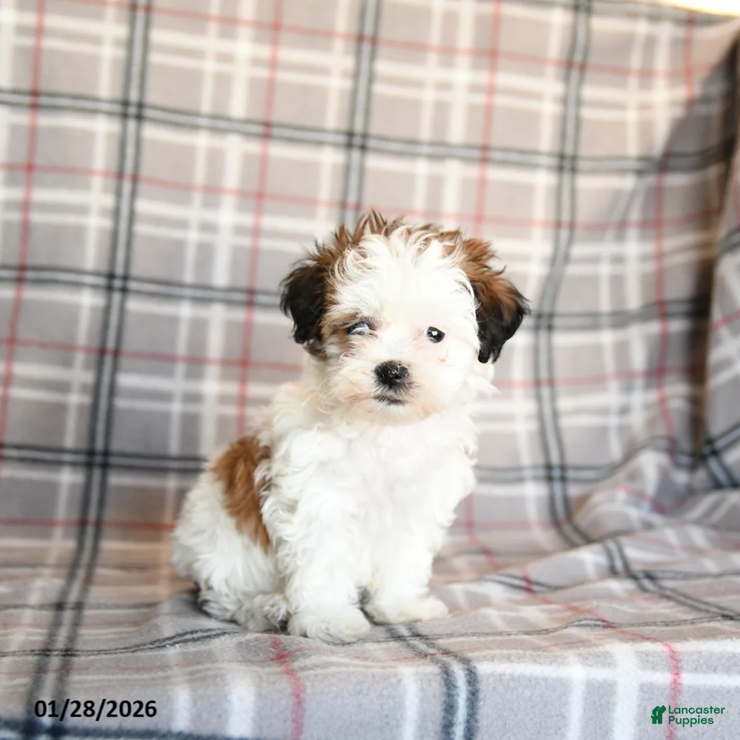 Mixed Breed dogs for sale: Quest - Ad 4