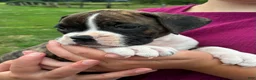 Boxer dogs for sale: Cody - Ad 3