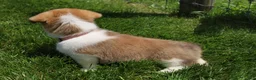 Welsh Corgi Pembroke dogs for sale: Shophie  - Ad 13