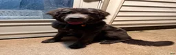 Newfoundland dogs for sale: Newfoundland 1 - Ad 2