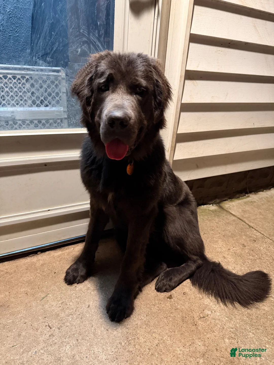 Newfoundland dogs for sale: Newfoundland 1 - Ad 2