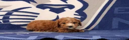 Toy Poodle dogs for sale: Jack - Ad 3