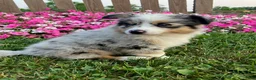 Miniature Australian Shepherd dogs for sale: Teddy - Ad 4