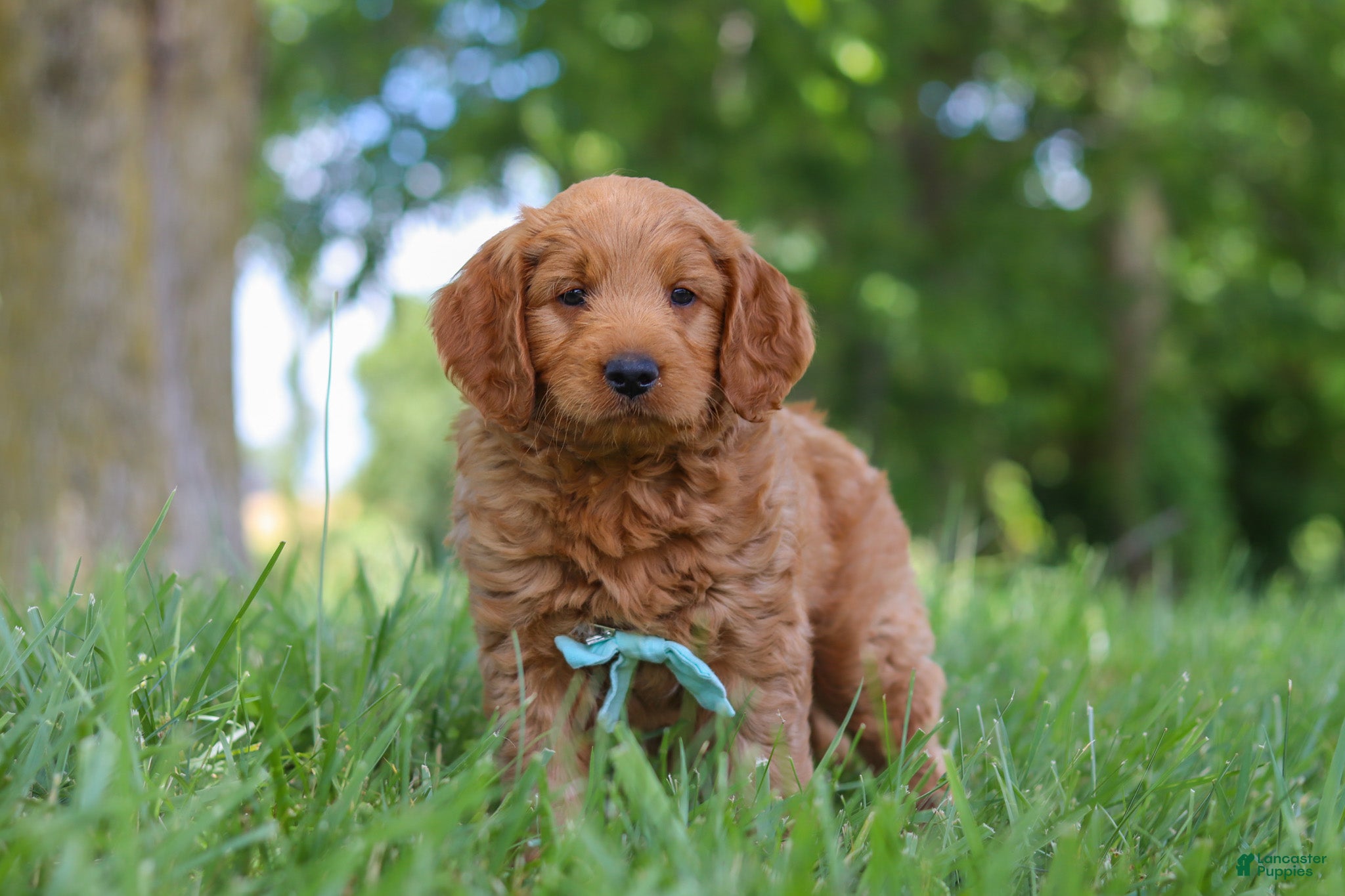 Mini Goldendoodle dogs Boaz - Ad 1