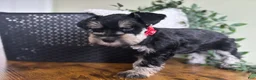 Miniature Schnauzer dogs for sale: Jack - Ad 14