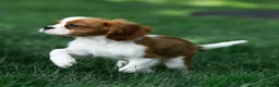 Cavalier King Charles Spaniel dogs for sale: Arlan Cavalier King Charles Spaniel Puppy  - Ad 12