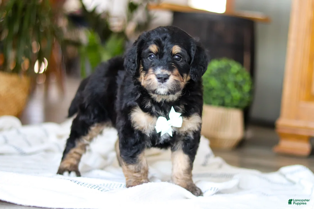 Bernedoodle dogs for sale: Jig - Ad 4