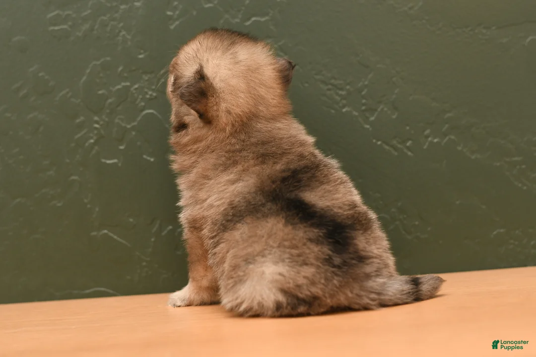 Pomeranian dogs for sale: Lilac - Ad 4