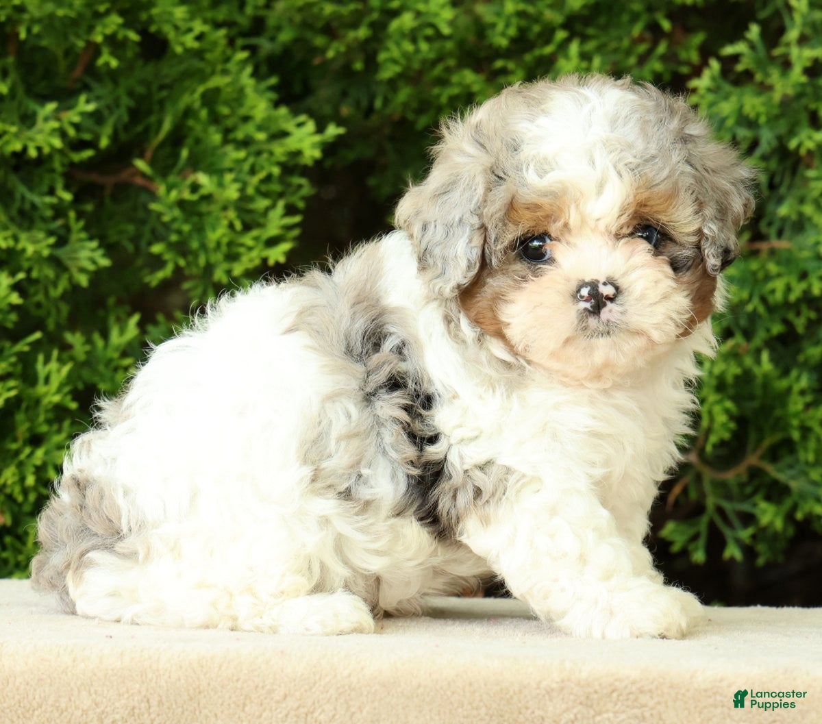 Mixed Breed dogs for sale: Beau - Ad 4