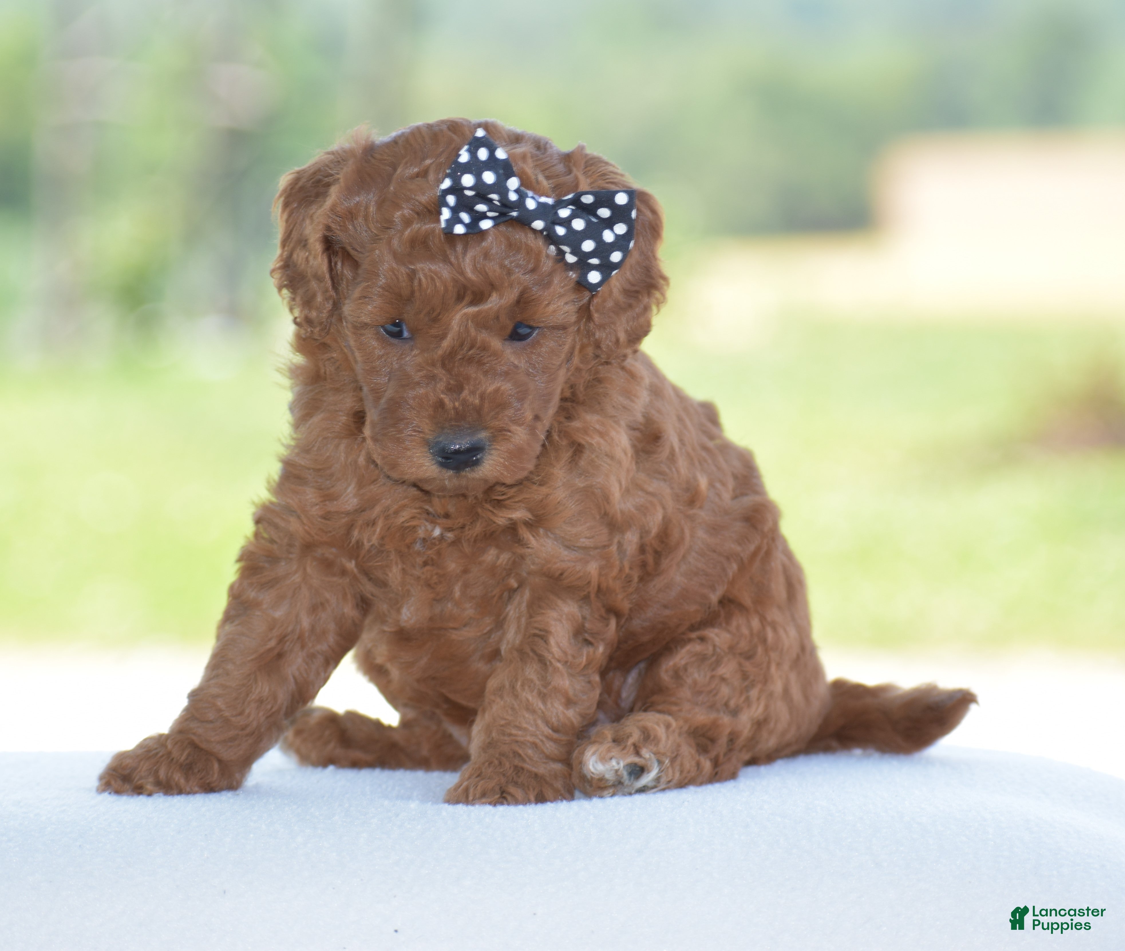 Miniature Poodle dogs Ruby - Ad 1