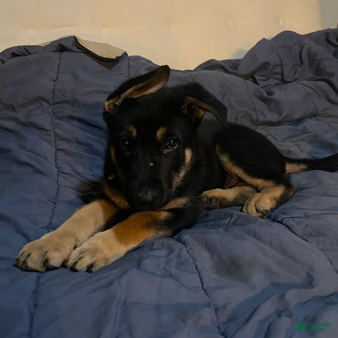 German Shepherd dogs for sale: German Shepherd Puppy 1 light blue  - Ad 7