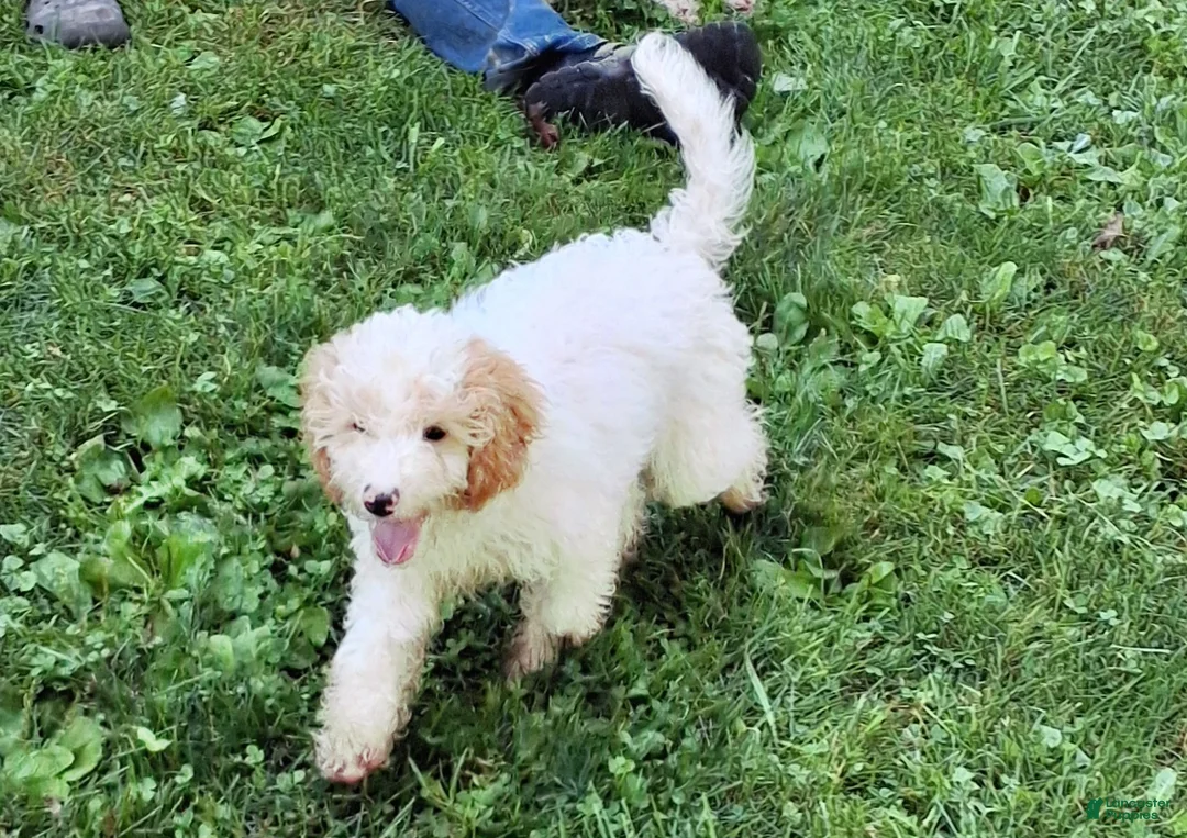 Miniature Poodle dogs for sale: Max - Ad 2