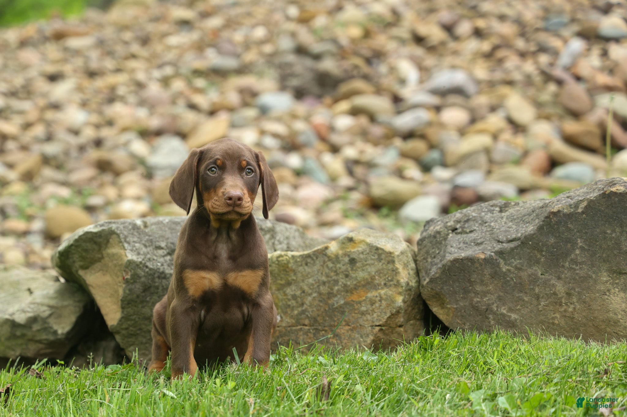 Doberman Pinscher dogs  Deacon (Red Rust) 🐶🖤🐾 - Ad 2