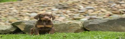 Doberman Pinscher dogs for sale:  Deacon (Red Rust) 🐶🖤🐾 - Ad 1