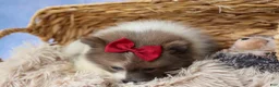 Pomeranian dogs for sale: Everest🐾 - Ad 9