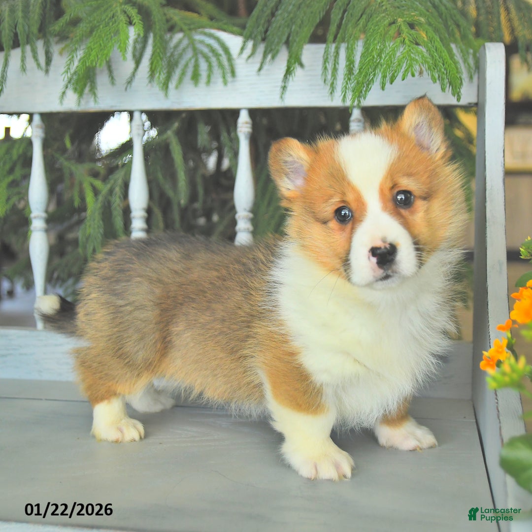 Welsh Corgi Pembroke dogs for sale: Eldon  - Ad 2