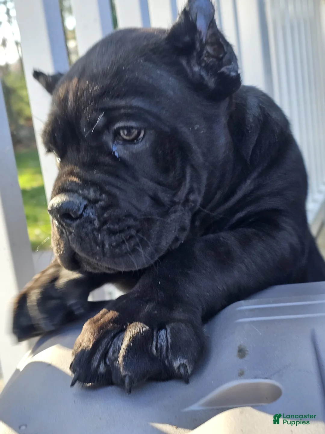 Cane Corso dogs for sale: ZEUS - Ad 2