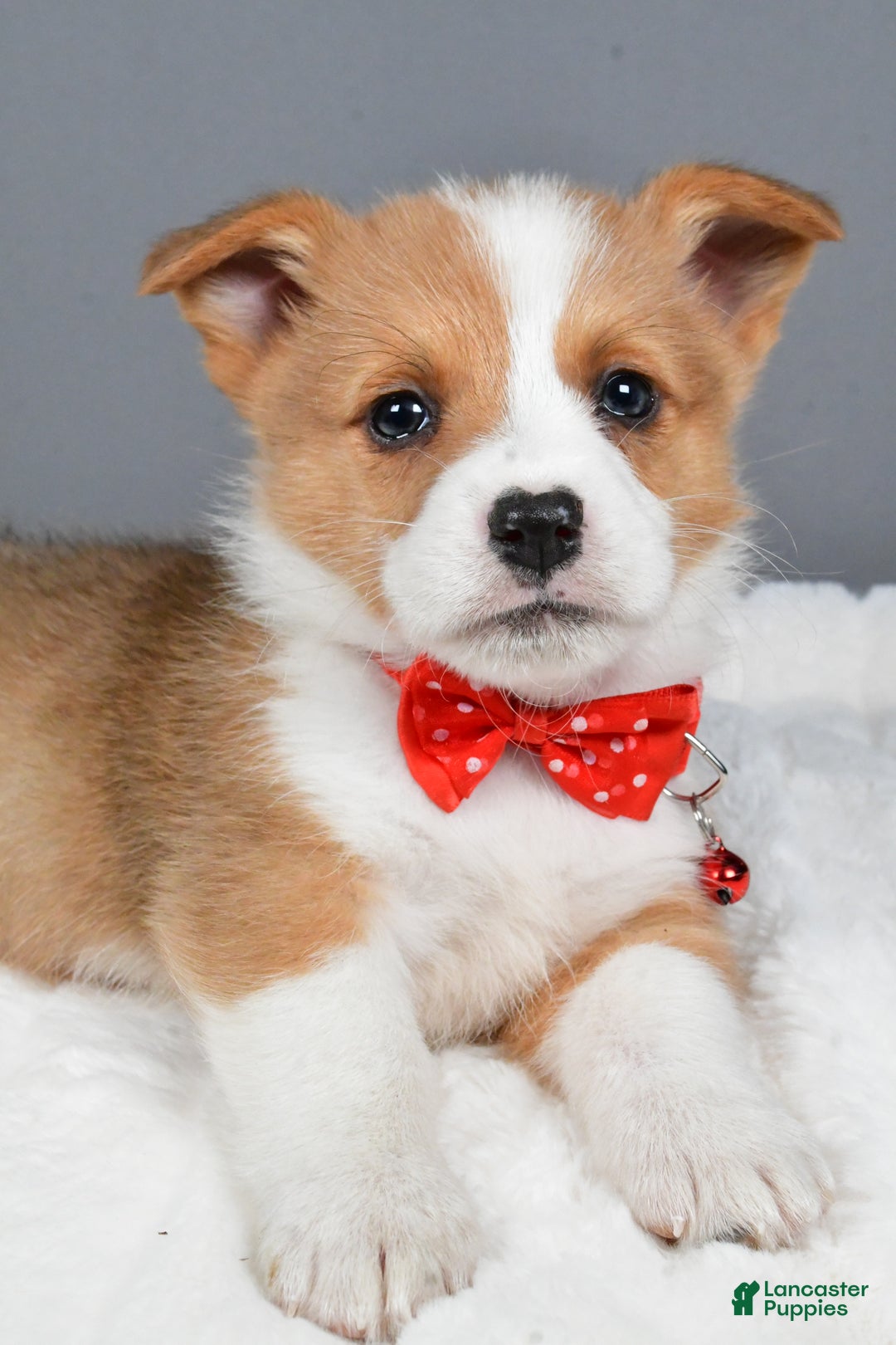 Welsh Corgi Pembroke dogs for sale: Bruno - Ad 3