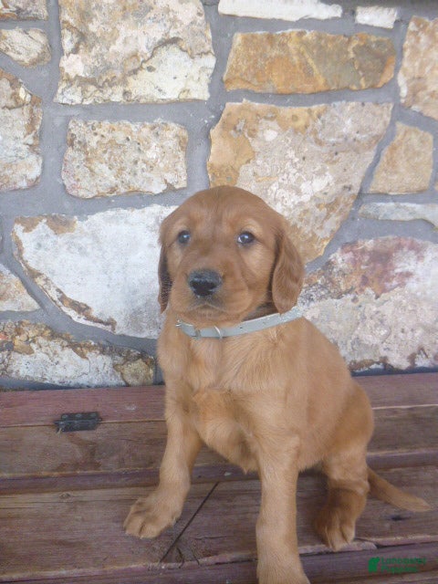 Mixed Breed dogs Robyn - Ad 1