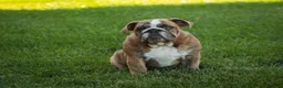 English Bulldog dogs for sale: Delsie English Bulldog leash trained and crate training in progress - Ad 2