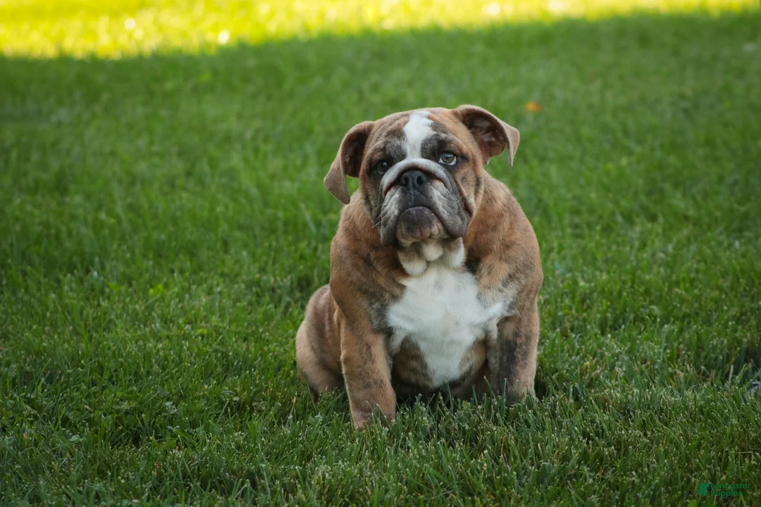 English Bulldog dogs for sale: Delsie English Bulldog leash trained and crate training in progress - Ad 2