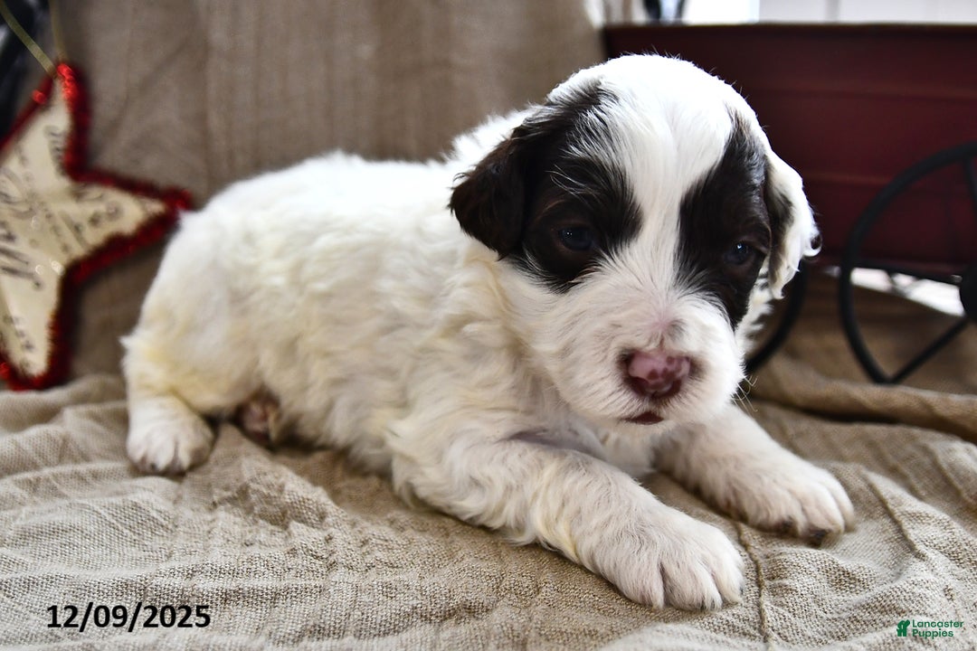 Portuguese Water Dog dogs for sale: Doodles - Ad 4