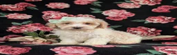 Bichpoo dogs for sale: Ginger - Ad 4