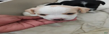 Jack Russell Terrier 1