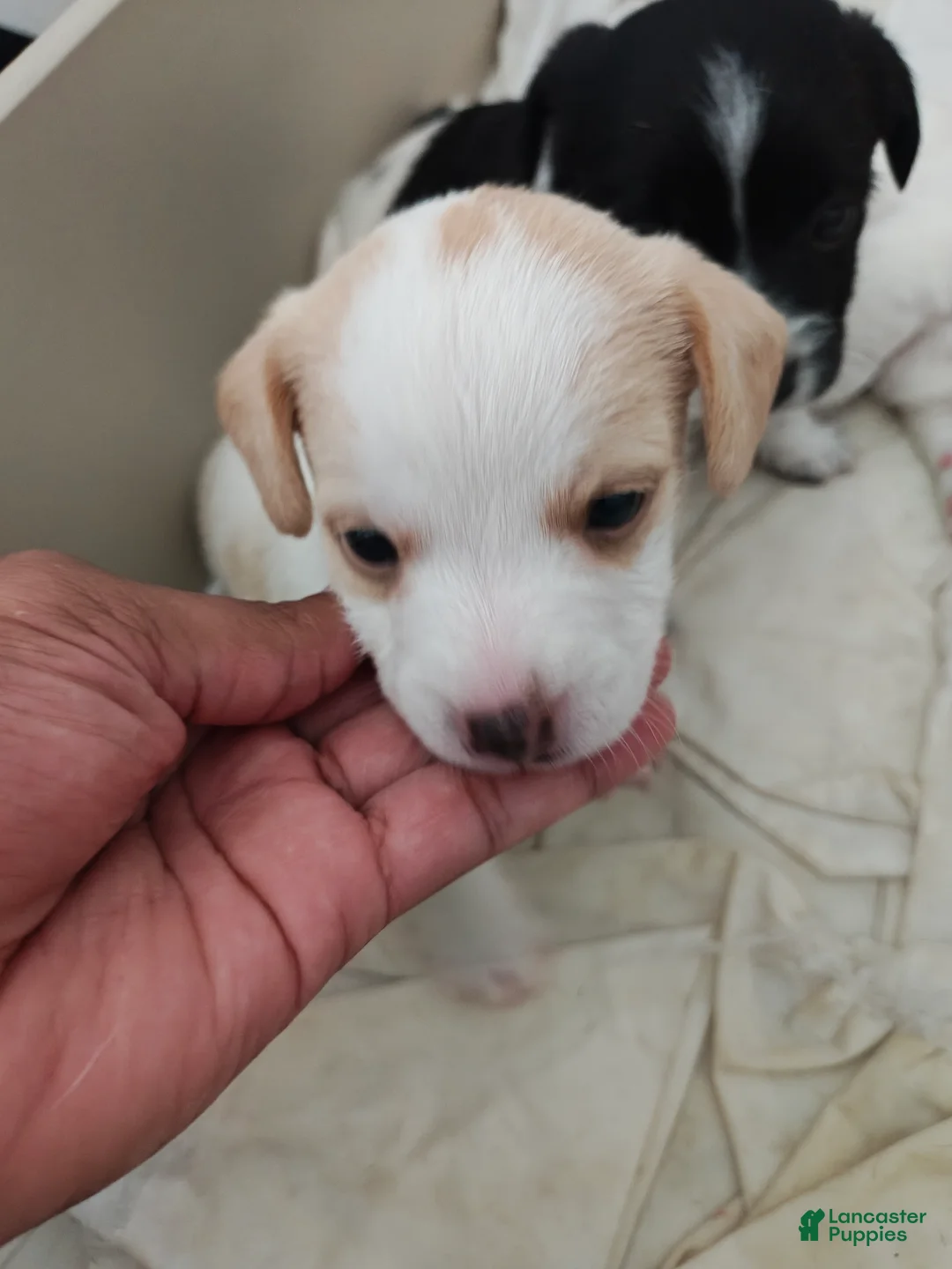Jack Russell Terrier dogs for sale: Jack Russell Terrier 1 - Ad 1