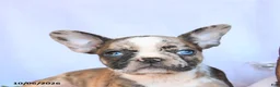 Frenchton dogs for sale: Rosa  - Ad 5