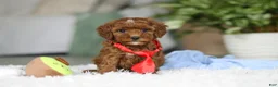 Cavapoo dogs for sale: Bear - Ad 1