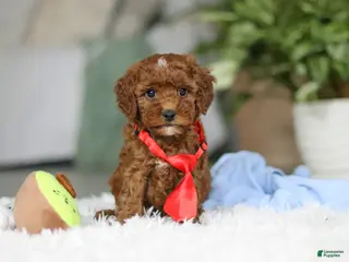 Cavapoo dogs for sale: Bear - Ad 1