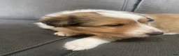 Shetland Sheepdog dogs for sale: Shetland Sheepdog Puppy 2 - Ad 8
