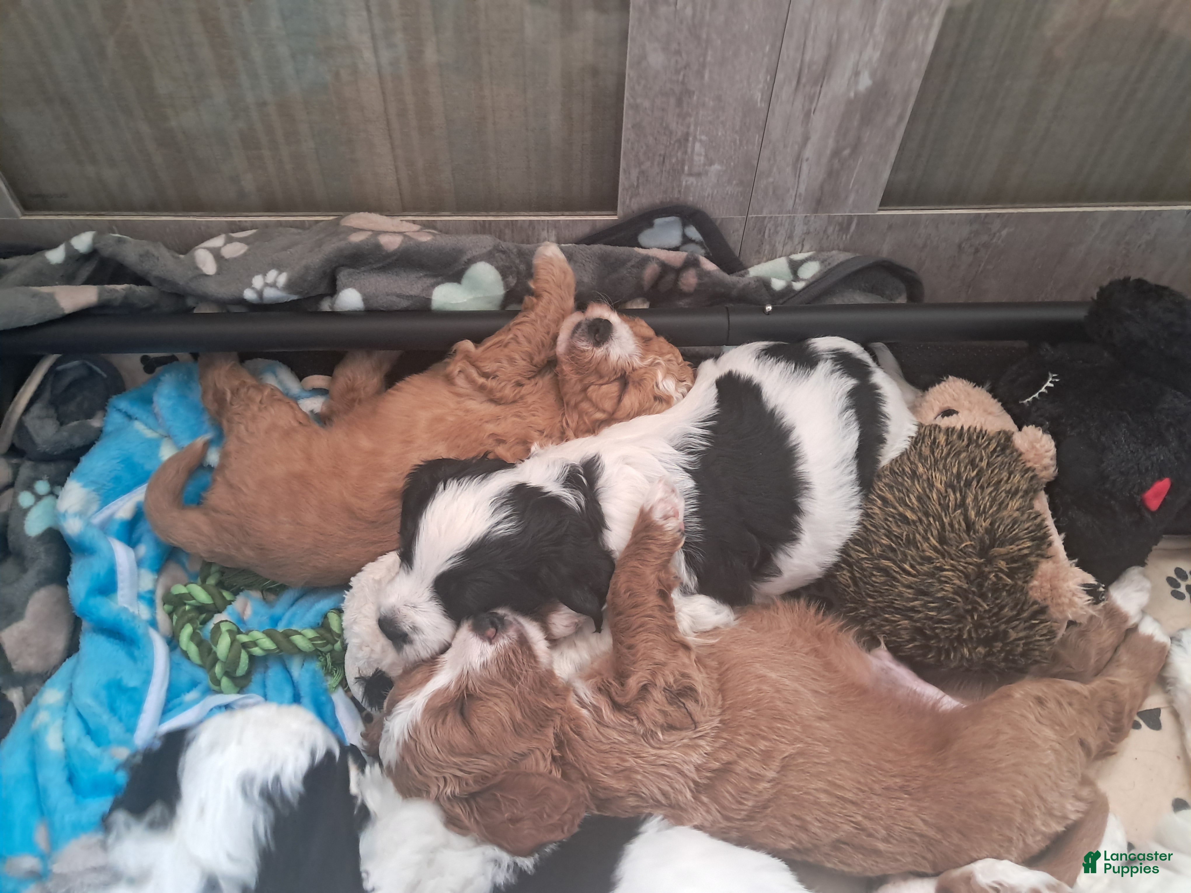 Double Doodle dogs Levi - Ad 2