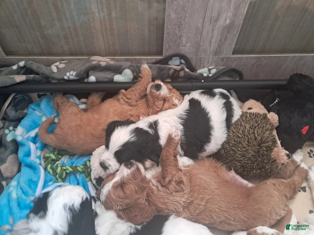 Double Doodle dogs for sale: Levi - Ad 2