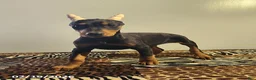 Doberman Pinscher dogs for sale: Rolex - Ad 7