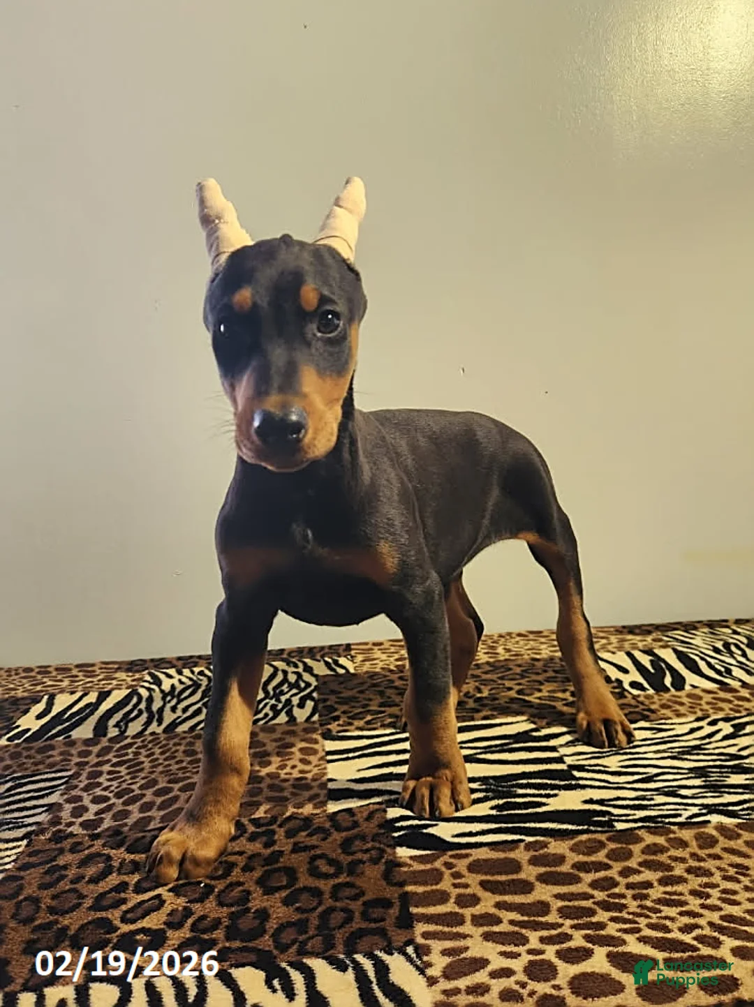 Doberman Pinscher dogs for sale: Rolex - Ad 7