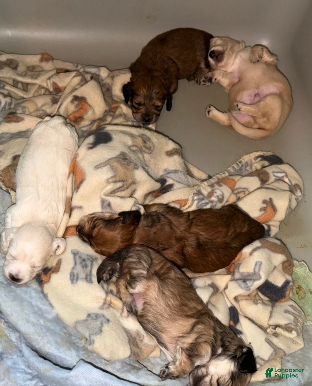 Miniature Dachshund dogs for sale: ee cream - Ad 33