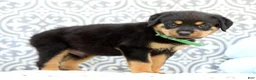 Rottweiler dogs for sale: Dominic - Ad 5