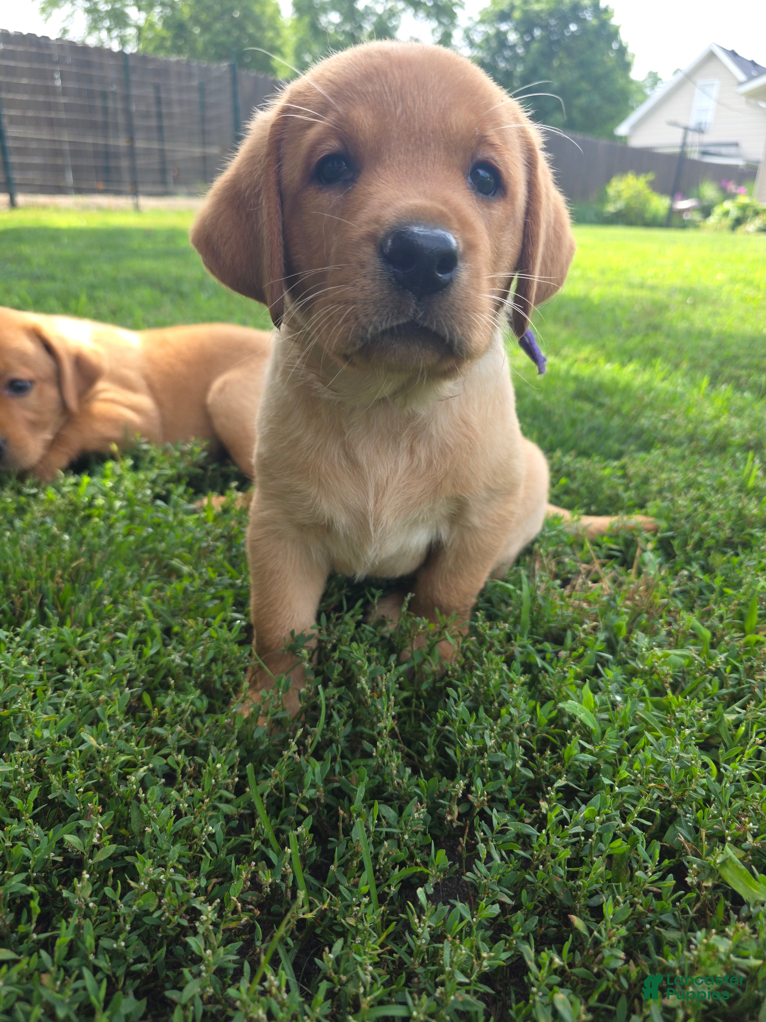 Labrador Retriever dogs Hazel 💜 Fox Red English Lab  - Ad 2