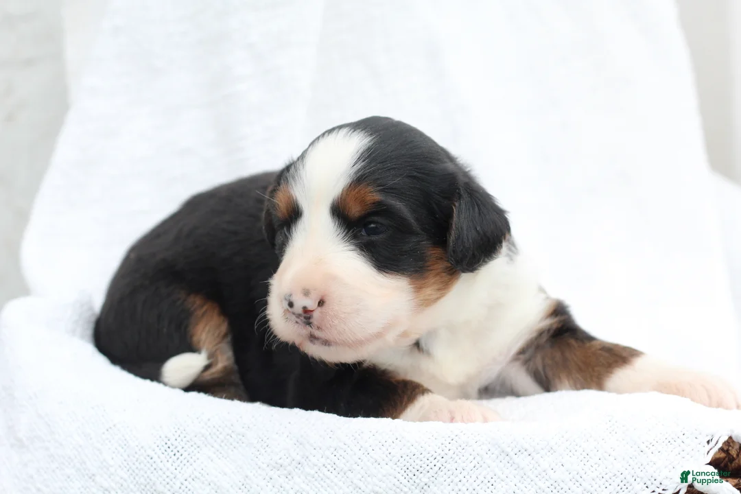 Bernedoodle dogs for sale: Millie - Ad 2